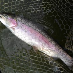 大安トラウトレイク 釣果